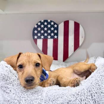 Bronco -  Dachshund Dog for Adoption in Mcallen, Texas - Bronco | PetCurious