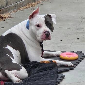 A780047 -  Pit Bull Terrier Dog for Adoption in Rancho Cucamonga, California - A780047 | PetCurious