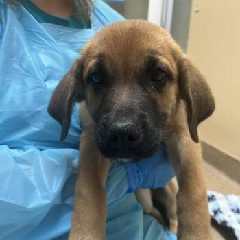 Hank -  Shepherd and Mixed Breed Dog for Adoption in Merriam, Kansas - Hank | PetCurious