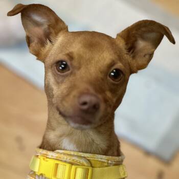 Hazel -  Chiweenie Dog for Adoption in Washington, Pennsylvania - Hazel | PetCurious