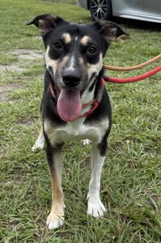 Rescue German Shepherd Dog Dogs for Adoption in Plant City, Florida - Mischa | PetCurious