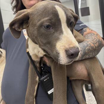 Pit Bull Terrier Dogs Available for Adoption in Morganton, North Carolina - Pawblo Picasso | PetCurious