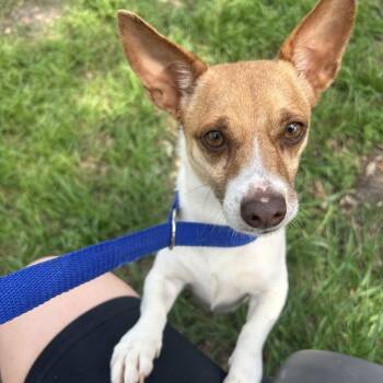 Mixed Breed Dogs Available for Adoption in Leander, Texas - Athena | PetCurious