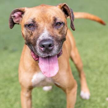 Koga -  Boxer and Terrier Dog for Adoption in Hilton Head Island, South Carolina - Koga | PetCurious