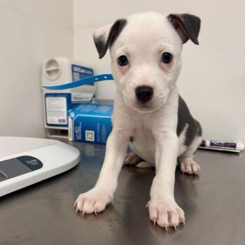 Pit Bull Terrier Dogs Available for Adoption - Romeo | PetCurious