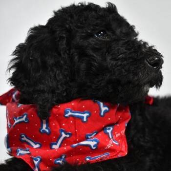 Standard Poodle Dogs Available for Adoption in Johnson City, Tennessee - Scoop | PetCurious