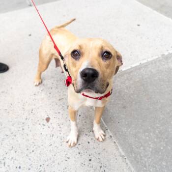 Marcia -  Labrador Retriever and Mixed Breed Dog for Adoption in New York, New York - Marcia | PetCurious