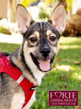 Ramona -  Husky and Shepherd Dog for Adoption in Marina Del Rey, California - Ramona | PetCurious
