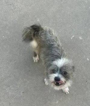 Terrier Dogs Available for Adoption in Grafton, Wisconsin - SPONSOR OR FOSTER ME - Jimmy | PetCurious