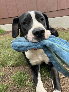 Patty -  Mastiff and Pit Bull Terrier Dog for Adoption in Sunnyvale, California - Patty | PetCurious