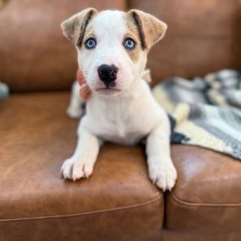 Pit Bull Terrier and Labrador Retriever Dogs Available for Adoption - Betty White | PetCurious