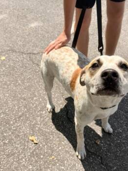 Chauncey -  Hound Dog for Adoption in Mobile, Alabama - Chauncey | PetCurious