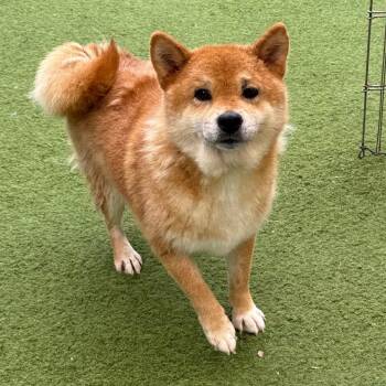 Showboat Tulula 6159 -  Shiba Inu Dog for Adoption in Loxahatchee Groves, Florida - Showboat Tulula 6159 | PetCurious