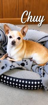 Chuy -  Chihuahua Dog for Adoption in Momence, Illinois - Chuy | PetCurious