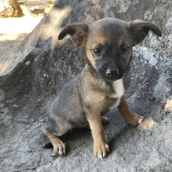 Teddy -  Chihuahua and Yorkshire Terrier Dog for Adoption in Vacaville, California - Teddy | PetCurious