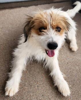 Polly 2 -  Terrier and Retriever Dog for Adoption in Fort Lupton, Colorado - Polly 2 | PetCurious