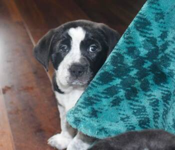 Eagle -  Black Labrador Retriever and German Shepherd Dog Dog for Adoption in Medina, Ohio - Eagle | PetCurious