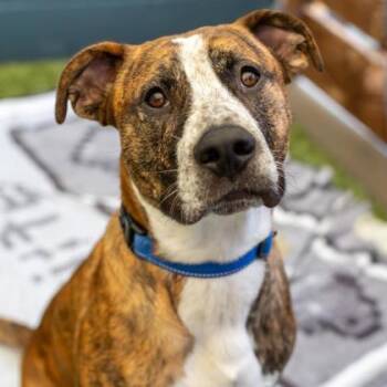 Rescue Mixed Breed Dogs for Adoption in Merriam, Kansas - Alden | PetCurious