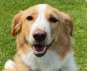 Roha -  Collie Dog for Adoption in San Ramon, California - Roha | PetCurious