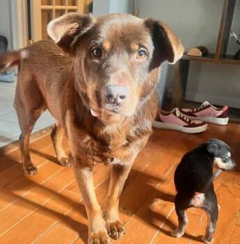 Labrador Retriever Dogs Available for Adoption in Holly Springs, North Carolina - Cherry (Momma) | PetCurious