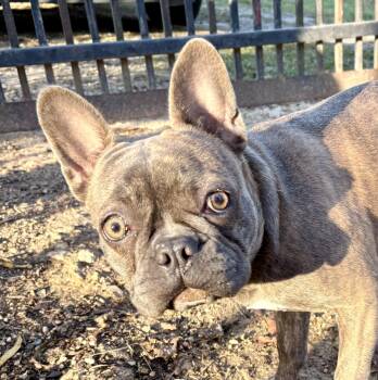 French Bulldog and Boston Terrier Dogs Available for Adoption in Shepherd, Texas - Honey Bunn | PetCurious