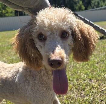 Dolly -  Poodle Dog for Adoption in Charlotte, North Carolina - Dolly | PetCurious