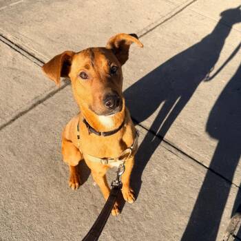 Pawl -  Mixed Breed Dog for Adoption in New York, New York - Pawl | PetCurious