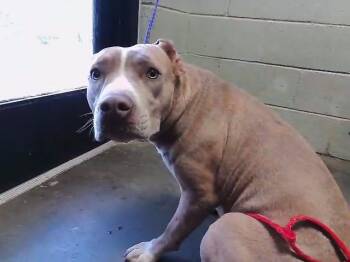 Pit Bull Terrier Dogs Available for Adoption in Tulsa, Oklahoma - MILEY | PetCurious