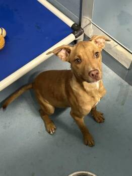 Astrid -  Mixed Breed Dog for Adoption in Missoula, Montana - Astrid | PetCurious