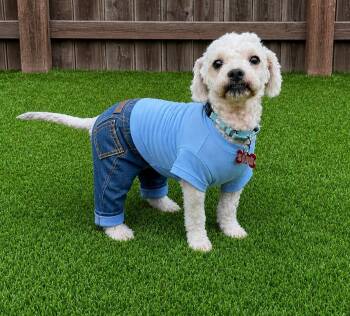 Wave -  Poodle and Yorkshire Terrier Dog for Adoption in Palo Alto, California - Wave | PetCurious