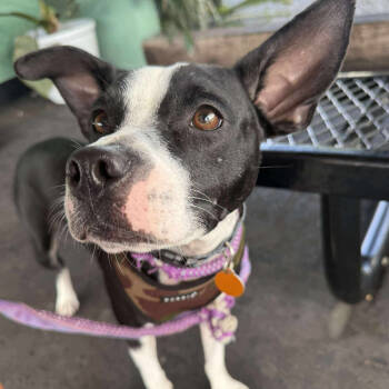 Rescue American Staffordshire Terrier Dogs for Adoption in Tampa, Florida - Marnie | PetCurious
