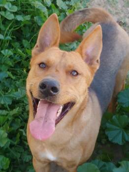 Rescue Carolina Dog and Akita Dogs for Adoption in Bellflower, California - Parker | PetCurious