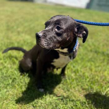 Mixed Breed Dogs Available for Adoption in Corinth, Mississippi - Zadie | PetCurious