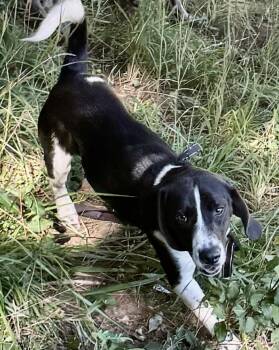 Arlo FAMILY DOG!! -  Beagle Dog for Adoption in Franklin, West Virginia - Arlo FAMILY DOG!! | PetCurious
