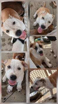 Rescue Shepherd and Australian Cattle Dog Blue Heeler Dogs for Adoption in Lonsdale, Arkansas - Wilber&Bandit | PetCurious