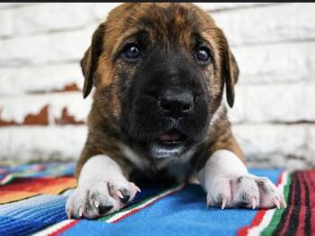 Nacho -  Great Dane and Mixed Breed Dog Available for Adoption in Warr Acres, Oklahoma - Nacho | PetCurious