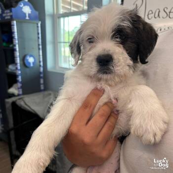 Terrier Dogs Available for Adoption in Washington, District Of Columbia - Nougat | PetCurious