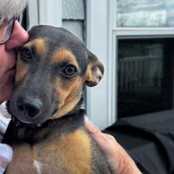 Mixed Breed Dogs Available for Adoption in Sandwich, Massachusetts - Amber | PetCurious