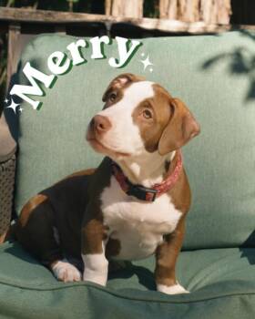 MERRY* -  Staffordshire Bull Terrier and Mixed Breed Dog for Adoption in Santa Cruz, California - MERRY* | PetCurious