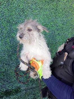 61723783 -  Terrier and Mixed Breed Dog for Adoption in El Paso, Texas - 61723783 | PetCurious