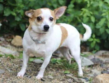 Darla in NH. Come Meet our Adoptable Dogs Wednesday-Saturday. Mo -  Chihuahua Dog for Adoption in Manchester, New Hampshire - Darla In NH. Come Meet Our Adoptable Dogs Wednesday-Saturday. Mo | PetCurious