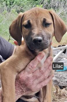 Labrador Retriever Dogs Available for Adoption in Manchester, Connecticut - Lilac | PetCurious