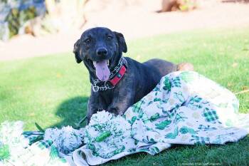 Carrie Underwood -  Whippet Dog for Adoption in Cave Creek, Arizona - Carrie Underwood | PetCurious