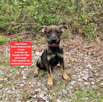 Dutch Shepherd Dogs Available for Adoption - Maui Wowie  | PetCurious