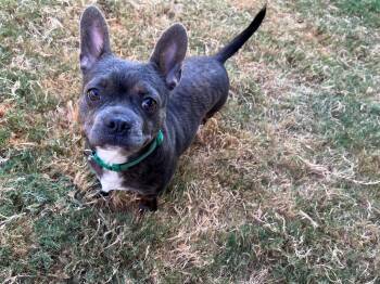 Drako A219872 -  French Bulldog Dog for Adoption in Plano, Texas - Drako A219872 | PetCurious