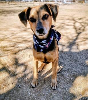 Beagle Dogs Available for Adoption - Gracie | PetCurious