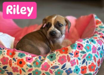 Rescue Coonhound Dogs for Adoption in St. Augustine, Florida - Riley | PetCurious
