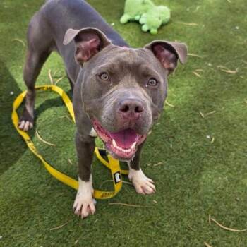BABY BOY -  Pit Bull Terrier Dog for Adoption in Las Vegas, Nevada - BABY BOY | PetCurious
