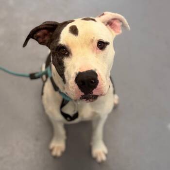 Scruffy -  Mixed Breed Dog for Adoption in Sarasota, Florida - Scruffy | PetCurious