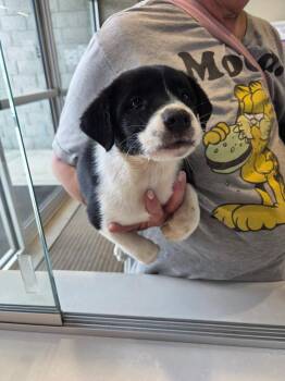 Duncan -  Australian Shepherd Dog for Adoption in Bossier City, Louisiana - Duncan | PetCurious